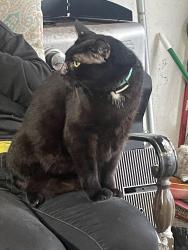 Lost Male Cat last seen Holmburg, Parkland, FL 33067