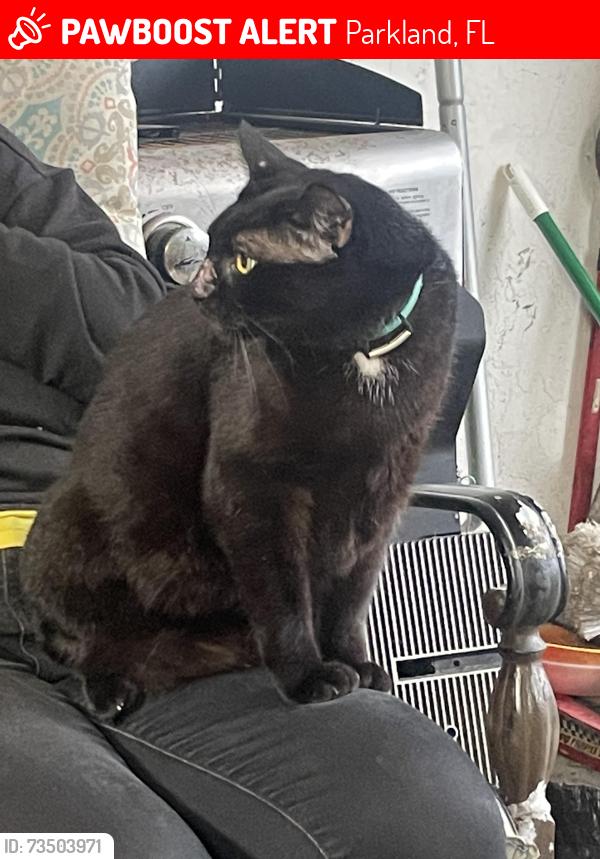 Lost Male Cat last seen Holmburg, Parkland, FL 33067