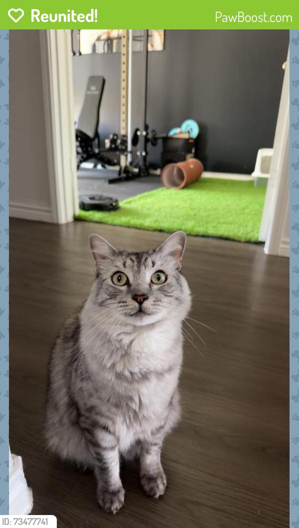 Reunited Male Cat last seen Harmony Wy, Cleburne, TX 76033, USA, Cleburne, TX 76033
