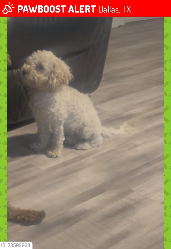 Lost Female Dog last seen Lacke june st, Dallas, TX 75217