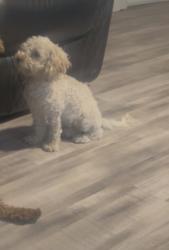 Lost Female Dog last seen Lacke june st, Dallas, TX 75217
