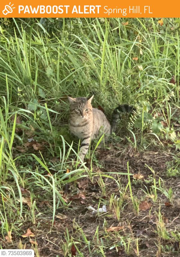 Found/Stray Unknown Cat last seen Across from Starbucks on Frontage Road near Bridgewater Club apmts, Spring Hill, FL 34606