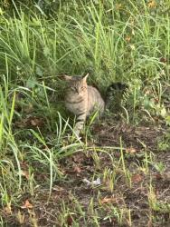 Found/Stray Unknown Cat last seen Across from Starbucks on Frontage Road near Bridgewater Club apmts, Spring Hill, FL 34606