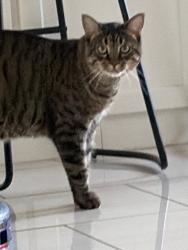 Reunited Male Cat last seen Near Emerald Clover, Irvine, CA 92620