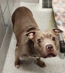 Shelter Stray Female Dog last seen S HAVANA ST & E EXPOSITION AVE, 2080 S Quebec St, Denver, CO 80231, USA