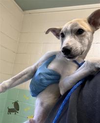 Shelter Stray Male Dog last seen VERANO ST & HUDSON WAY, 2127 Front St, Sacramento, CA 95818, USA