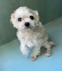 Shelter Stray Male Dog last seen QUIET GROVE/OUTWEST, 6443 Oak Canyon, Irvine, CA 92618, USA