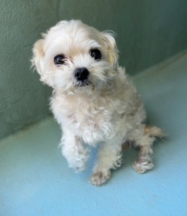 Shelter Stray Male Dog last seen QUIET GROVE/OUTWEST, 6443 Oak Canyon, Irvine, CA 92618, USA