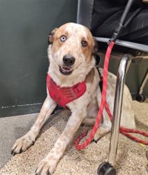 Shelter Stray Male Dog last seen , 3201 Lacy St, Los Angeles, CA 90031, USA