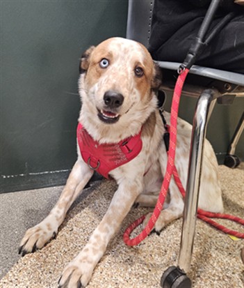 Shelter Stray Male Dog last seen , 3201 Lacy St, Los Angeles, CA 90031, USA