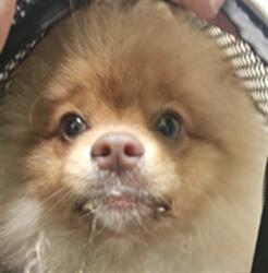 Shelter Stray Male Dog last seen , 1850 W 60th St, Los Angeles, CA 90047, USA
