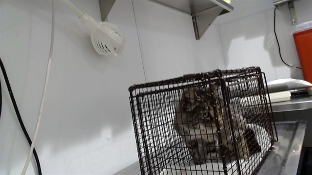 Shelter Stray Female Cat last seen Near BLOCK 32ND AVE@TARAVAL, 1419 Bryant St, San Francisco, CA 94103, USA