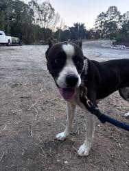 Found/Stray Female Dog last seen Horse barn, Hall County, GA 30506