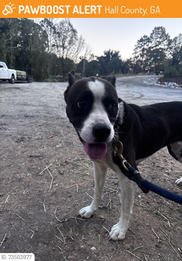 Found/Stray Female Dog last seen Horse barn, Hall County, GA 30506