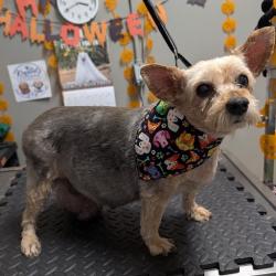 Shelter Stray Female Dog last seen Near BLOCK DEEP CREEK LN, LAS VEGAS NV 89156, 655 N Mojave Rd, Las Vegas, NV 89101, USA
