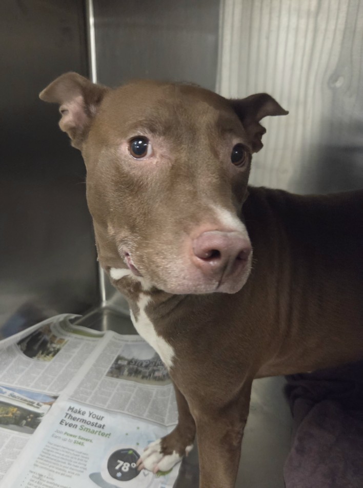 Shelter Stray Female Dog last seen , 14409 Vanowen St, Van Nuys, CA 91405, USA