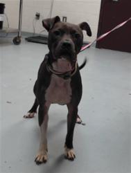 Shelter Stray Female Dog last seen Near BLOCK LAYTON DR, FAYETTEVILLE NC 28314, 4704 Corporation Dr, Fayetteville, NC 28306, USA