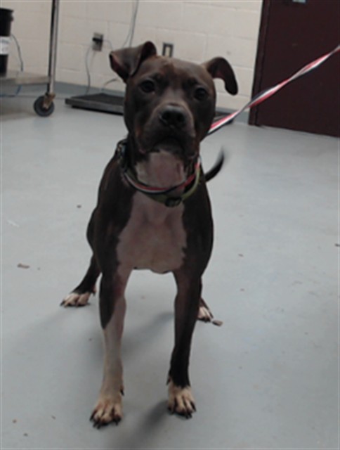 Shelter Stray Female Dog last seen Near BLOCK LAYTON DR, FAYETTEVILLE NC 28314, 4704 Corporation Dr, Fayetteville, NC 28306, USA