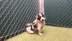 Shelter Stray Male Dog last seen , 11258 Garfield Ave, Downey, CA 90242, USA
