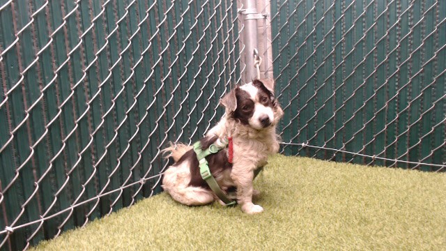 Shelter Stray Male Dog last seen , 11258 Garfield Ave, Downey, CA 90242, USA