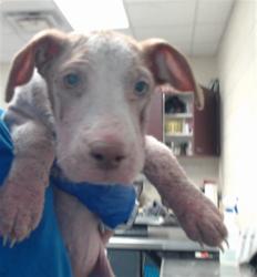 Shelter Stray Female Dog last seen Near BLOCK REDSTONE DR, FAYETTEVILLE NC 28306, 4704 Corporation Dr, Fayetteville, NC 28306, USA