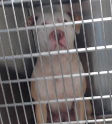 Shelter Stray Female Dog last seen Near BLOCK CORONADA PKWY, FAYETTEVILLE NC 28306, 4704 Corporation Dr, Fayetteville, NC 28306, USA