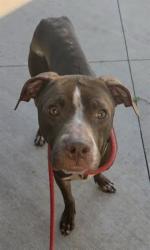 Shelter Stray Male Dog last seen Near BLOCK E HARMONY LAKE CIR, DAVIE FL 33324, 2400 SW 42nd St, Fort Lauderdale, FL 33312, USA
