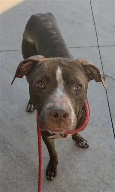 Shelter Stray Male Dog last seen Near BLOCK E HARMONY LAKE CIR, DAVIE FL 33324, 2400 SW 42nd St, Fort Lauderdale, FL 33312, USA