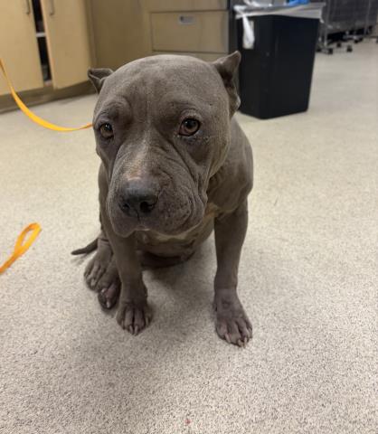 Shelter Stray Female Dog last seen Near BLOCK BELL AVE, JURUPA VALLEY CA 92509, 6851 Van Buren Boulevard, Jurupa Valley, CA 92509, USA