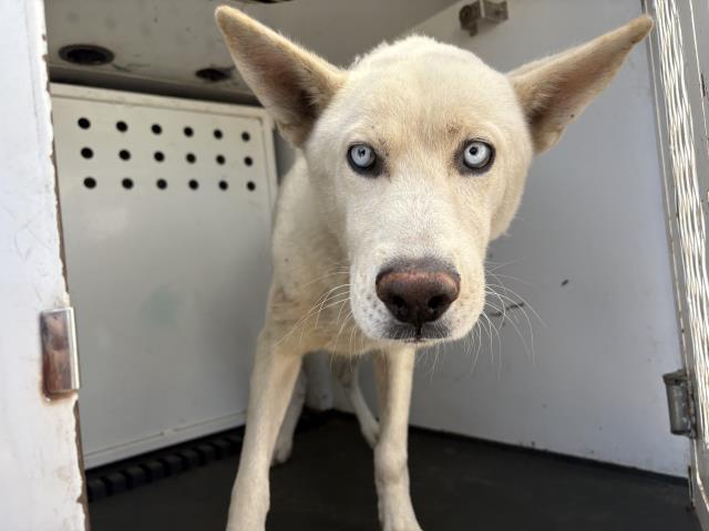 Shelter Stray Male Dog last seen Near BLOCK LEE RD, PERRIS, CA, 6851 Van Buren Boulevard, Jurupa Valley, CA 92509, USA