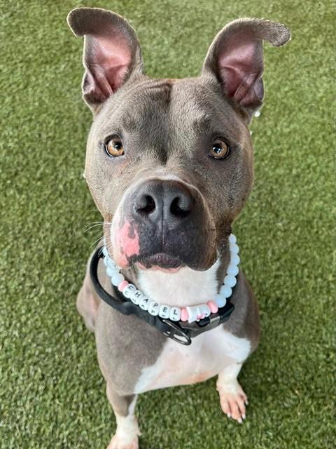 Shelter Stray Male Dog last seen Near BLOCK INGRAHAM HWY, 3599 NW 79th Ave, Doral, FL 33122, USA