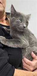 Shelter Stray Female Cat last seen OS, 14891 CA-178, Lake Isabella, CA 93240, USA