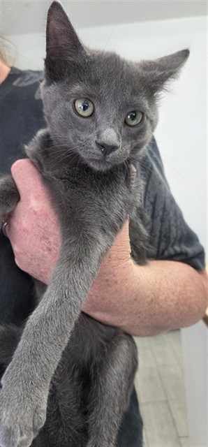 Shelter Stray Female Cat last seen OS, 14891 CA-178, Lake Isabella, CA 93240, USA