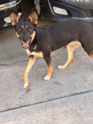 Found/Stray Female Dog last seen Vineland & fransqutio, Baldwin Park, CA 91706
