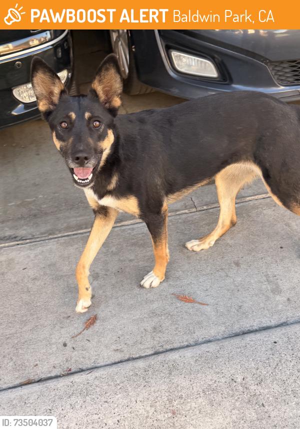 Found/Stray Female Dog last seen Vineland & fransqutio, Baldwin Park, CA 91706