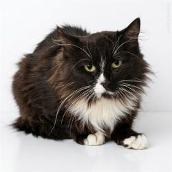 Shelter Stray Unknown Cat last seen , 1150 11 Mile Corner, Casa Grande, AZ 85194, USA