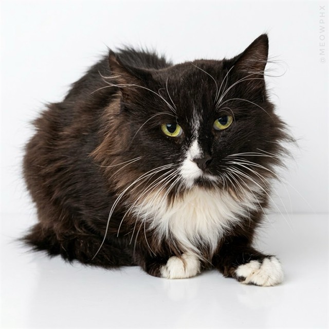 Shelter Stray Unknown Cat last seen , 1150 11 Mile Corner, Casa Grande, AZ 85194, USA