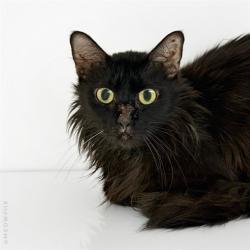 Shelter Stray Male Cat last seen , 1150 11 Mile Corner, Casa Grande, AZ 85194, USA