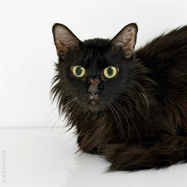 Shelter Stray Male Cat last seen , 1150 11 Mile Corner, Casa Grande, AZ 85194, USA