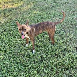 Shelter Stray Female Dog last seen Near BLOCK N FRIO, 4710 TX-151, San Antonio, TX 78227, USA