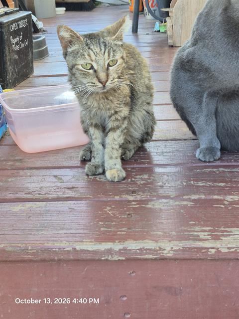 Shelter Stray Female Cat last seen Near BLOCK JUDSON RD LOT 177, 4710 TX-151, San Antonio, TX 78227, USA
