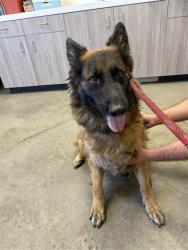Shelter Stray Female Dog last seen Near BLOCK E TULARE ST, FRESNO CA 93727, 5277 E Airways Blvd, Fresno, CA 93727, USA