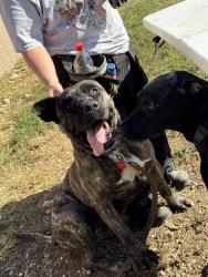 Shelter Stray Male Dog last seen Near BLOCK W OAK ST, 3528 Newburg Rd, Louisville, KY 40218, USA
