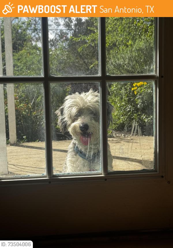 Found/Stray Male Dog last seen Culebra / General McMullen, San Antonio, TX 78207