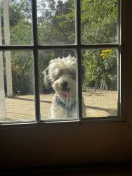 Found/Stray Male Dog last seen Culebra / General McMullen, San Antonio, TX 78207