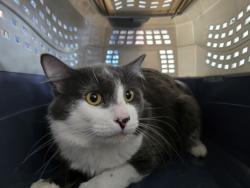 Shelter Stray Male Cat last seen , West Valley Animal Shelter, 20655 Plummer St, Chatsworth, CA 91311, USA