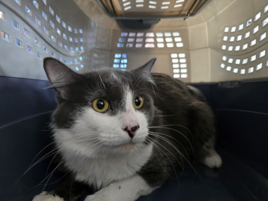 Shelter Stray Male Cat last seen , West Valley Animal Shelter, 20655 Plummer St, Chatsworth, CA 91311, USA