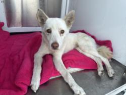 Shelter Stray Female Dog last seen , West Valley Animal Shelter, 20655 Plummer St, Chatsworth, CA 91311, USA