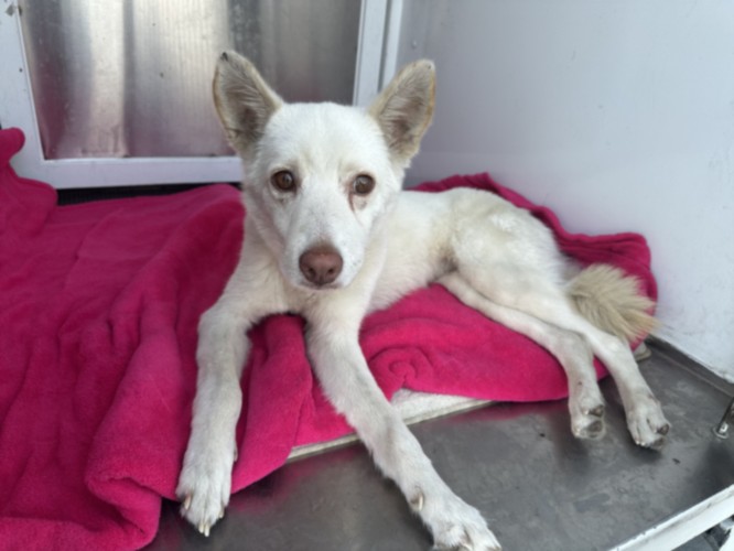 Shelter Stray Female Dog last seen , West Valley Animal Shelter, 20655 Plummer St, Chatsworth, CA 91311, USA