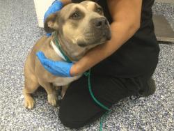 Shelter Stray Female Dog last seen Near BLOCK AVENUE 60, THERMAL, CA, 72050 Pet Land Pl, Thousand Palms, CA 92276, USA
